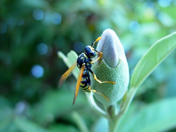 wasp, insect, bud