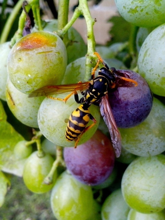 wasp, insect, grape