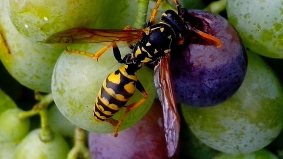 wasp, grape, fruit