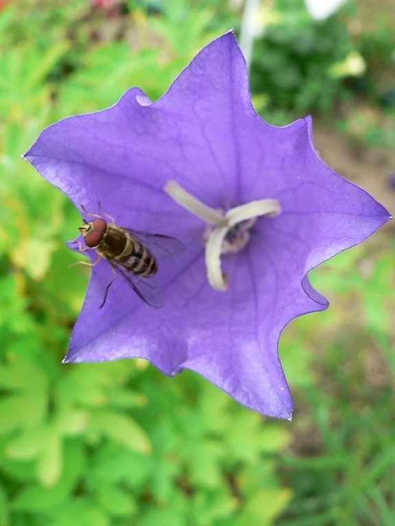 avispa, flor púrpura