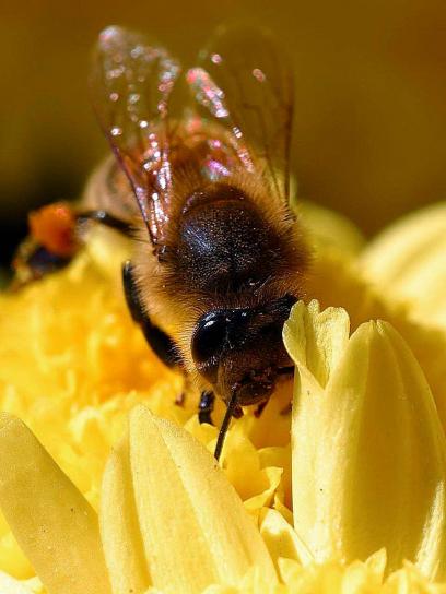 Yaban arıları, böcek, vespula germanica