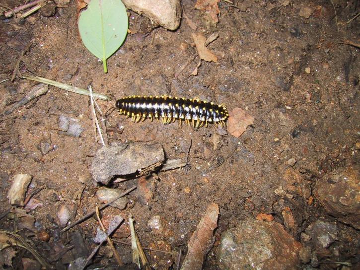 insect, centipede
