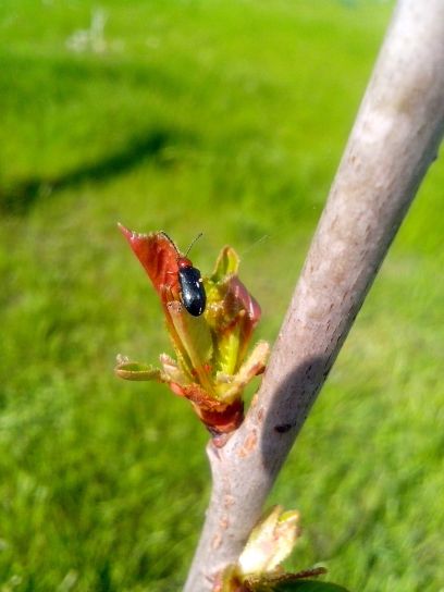 insect, bud, hout