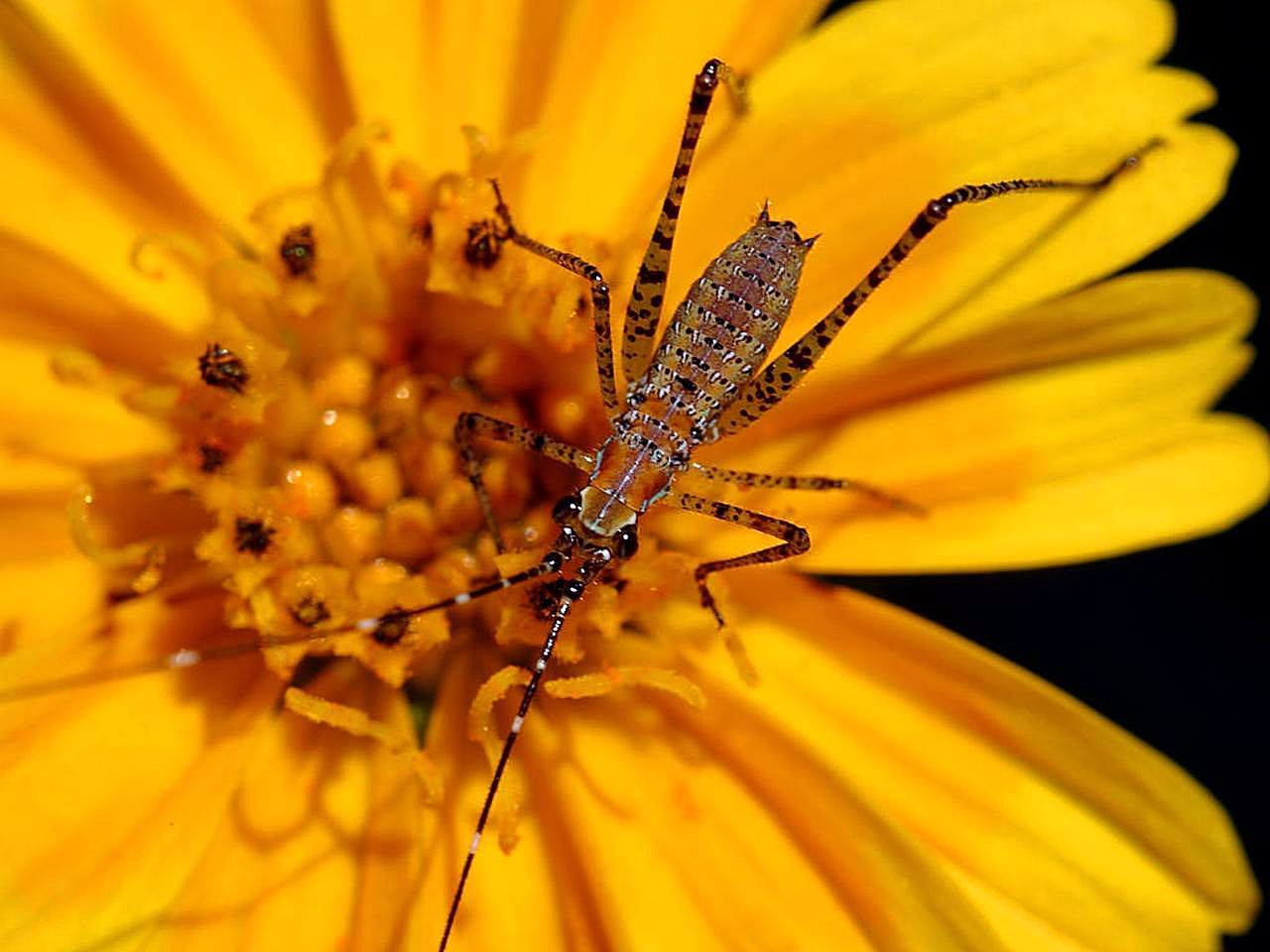 Оранжевый комар. Желтые насекомые. Большое желтое насекомое. Оранжевое насекомое картинка. Фотография насекомое солнышко.