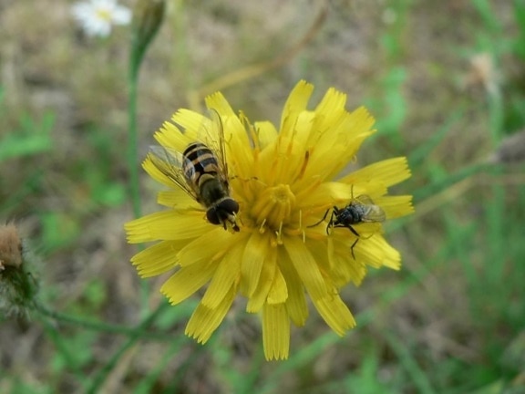 insects, yellow flower