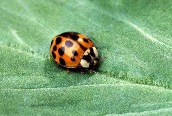 Asian, multicolored, lady, beetle