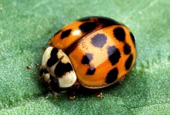 insect, lady, beetle