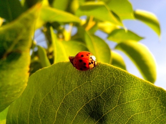 ladybug, insect, green leaves, close
