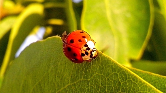 ladybug, leaves
