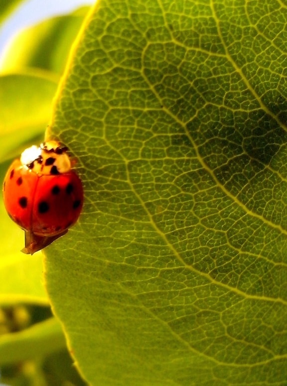 ladybug, leaves, macro