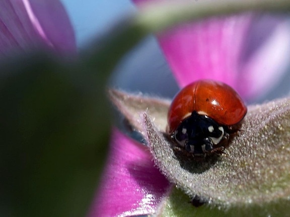 coccinelle, rouge, insecte