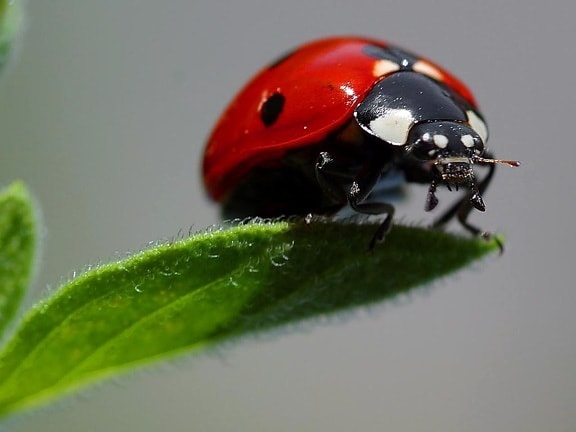 ladybugs, macro, insects