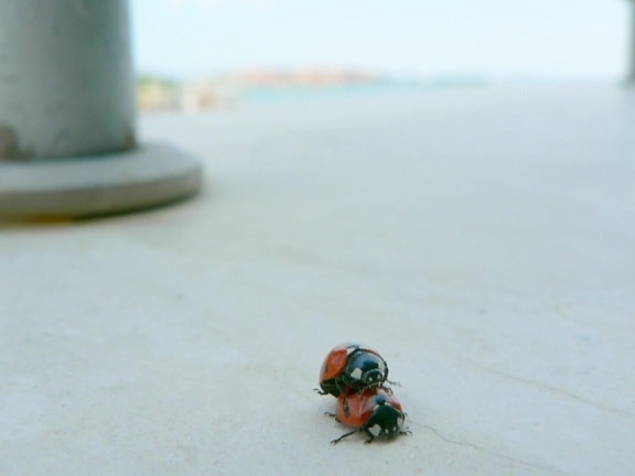 two, ladybugs