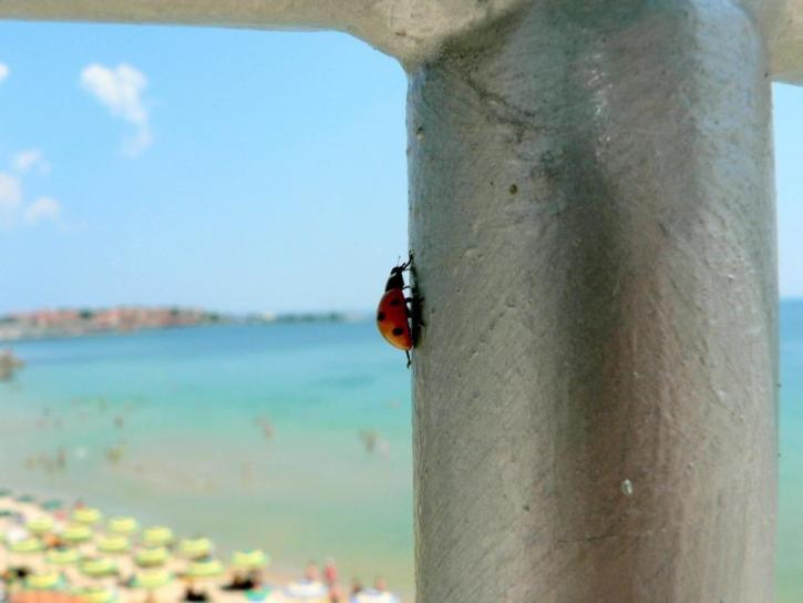 vertical, ladybug