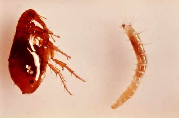 larva, adulto, femmina, orientali, ratti, pulci, Xenopsylla, Xenopsylla