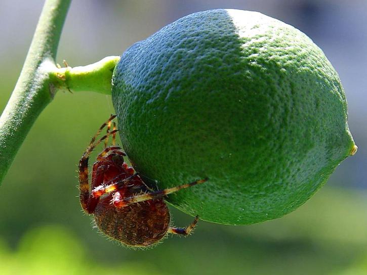 lime spider, unripe fruit, insects