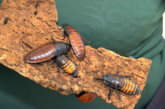マダガスカル、ヒスノイズ、ゴキブリ、バグ、gromphadorhina、portentosa