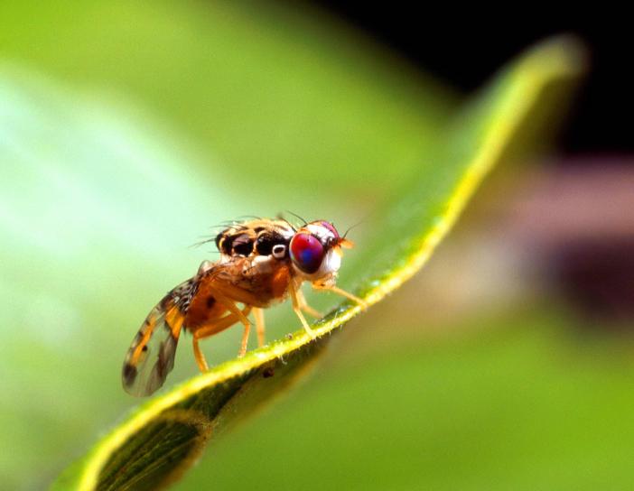 masculina, mosca da fruta, perto, inseto