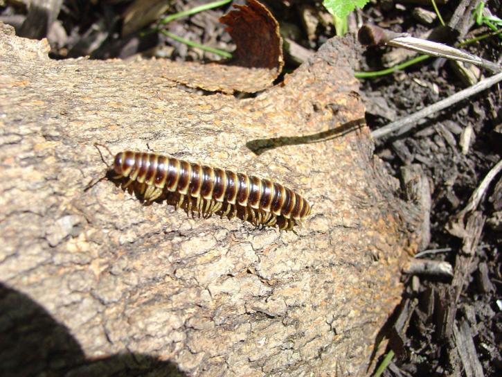 millipede, insect, bug, moving, tree, bark, narceus