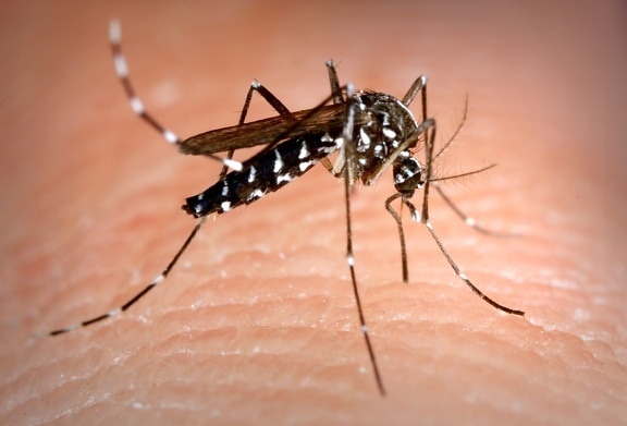 Aedes albopictus, komara, Asian, Tygrys, komara