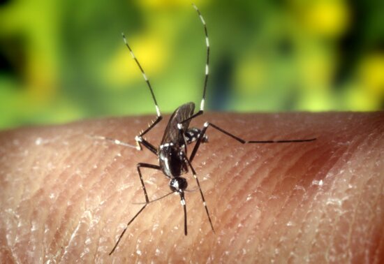 Aedes albopictus, mygga, nära