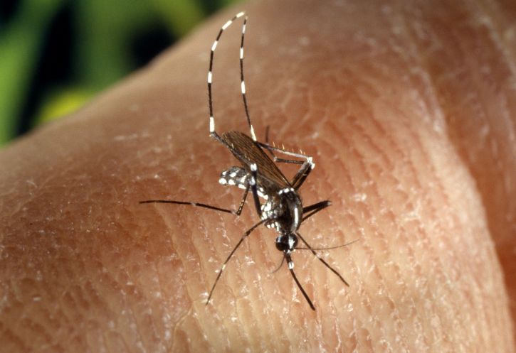 Aedes albopictus szúnyog, nő, rovar, nemet, culicine, családi, szúnyogok