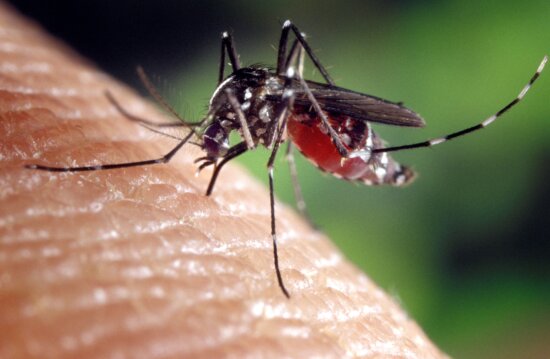 Aedes albopictus, mygga, släkte, culicine, familjen, myggor