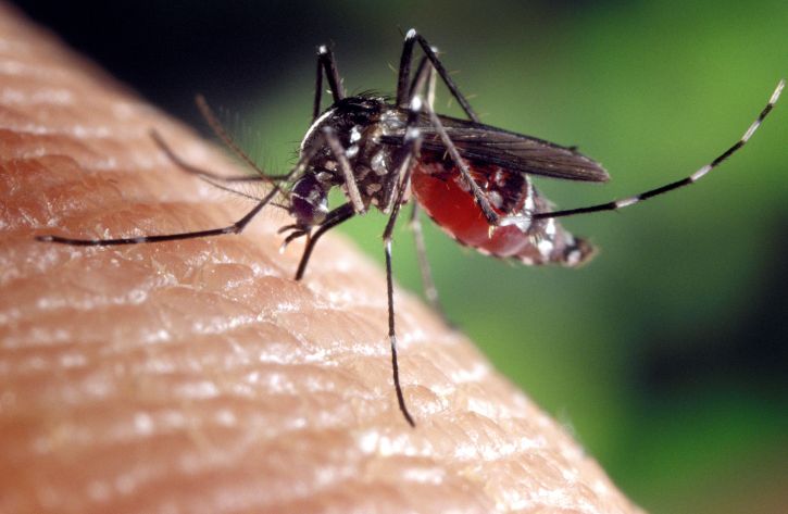 Aedes albopictus, mygg, slekt, culicine, familie, mygg