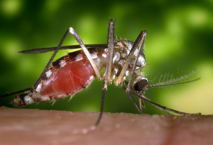 ochlerotatus triseriatus, mosquito, feeding, human, hand