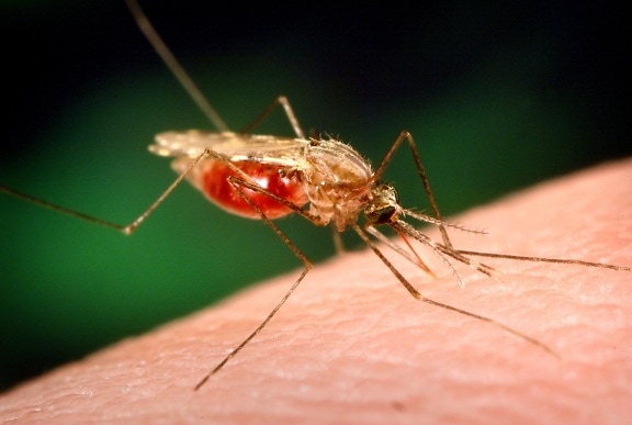 anopheles, funestus, mosquito, partaking, blood, meal, human, host, note, blood