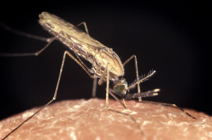 anopheles gambiae, mosquito, malaria, vector, parasite, disease
