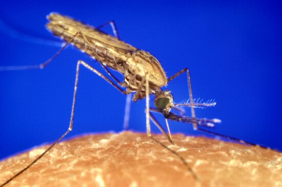 anopheles gambiae, mosquito, malaria, vector, parasite