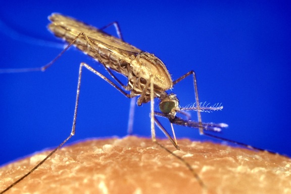 Anopheles, gambiae, Mücke, Malaria, Vektor, Parasit