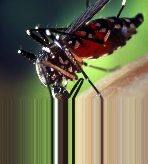 sangue, ingurgitadas, fêmea, aedes albopictus, mosquito, detalhes, foto