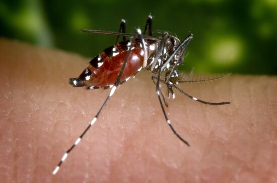 blood, engorged, female, aedes albopictus, mosquito, feeding, human, host