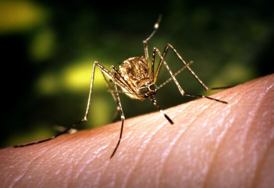 up-close, culex, tarsalis, mosquito, feeding, landed, skin