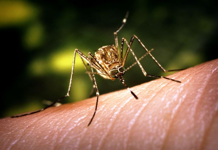 close-up, culex, tarsalis, komarac, hranjenje, sletio, koža