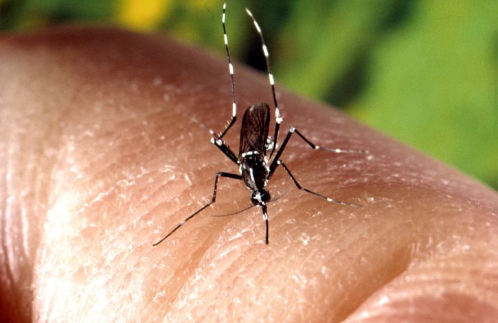 female, aedes albopictus, mosquito, feeding, human, skin