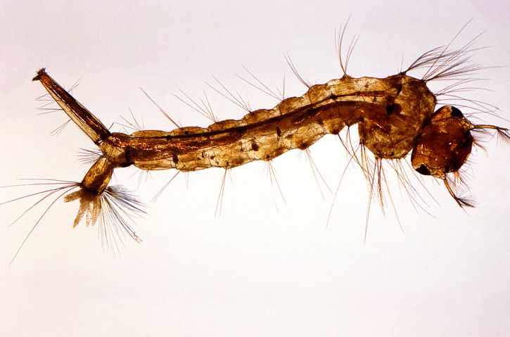 zblízka, culex quinquefasciatus, komáří larva