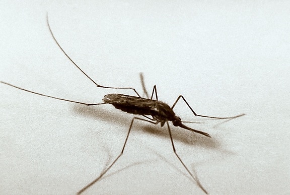 up-close, photograph, anopheles quadrimaculatus, mosquito, white background