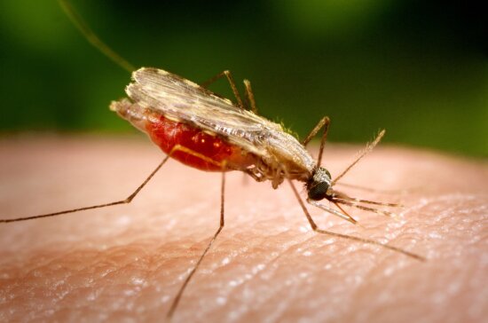 up-close, photograph, shows, anopheles minimus, mosquito