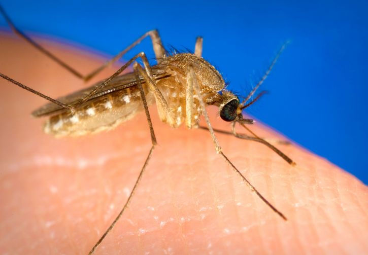 Настоящие комары, quinquefasciatus, комаров, приземлился, человека, палец