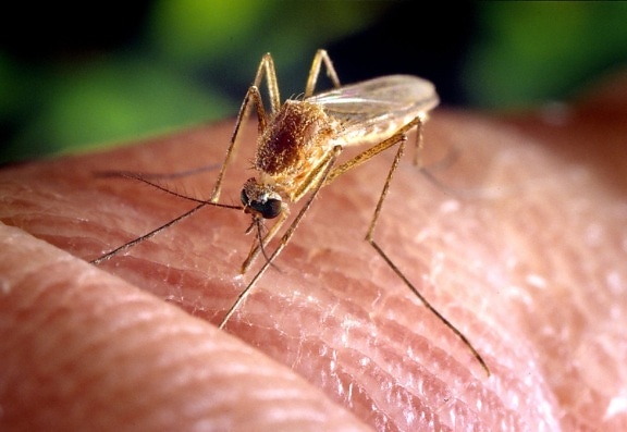 culex quinquefasciatus, mosquito, insect, macro, photo, insect, human, finger