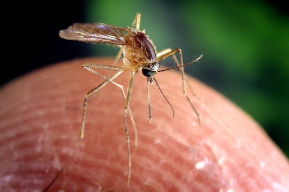 Culex, quinquefasciatus, комар, доказани, вектор, свързани, предаване, запад, Нил, вирус