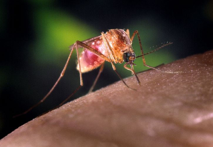Culex quinquefasciatus, mosquito, humanos, dedo
