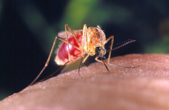 culex quinquefasciatus, mosquito, human, finger, details, macro, insect, image