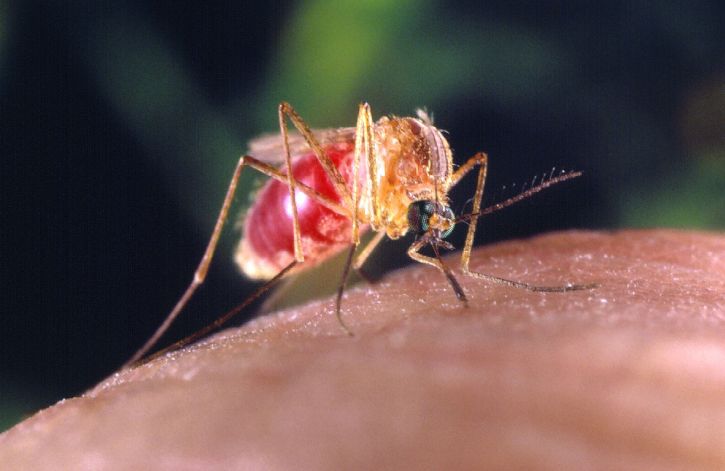 Culex quinquefasciatus, moustiques, humain, doigt, détails, macro, insecte, l'image