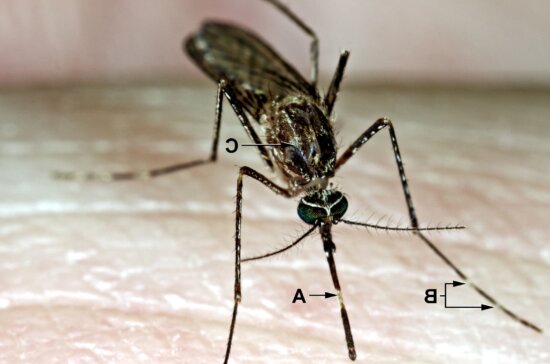 culex, tarsalis, mosquito, feeding, landed, skin
