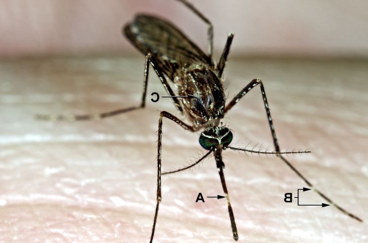 Culex, tarsalis, mosquito, voeding, landde, huid