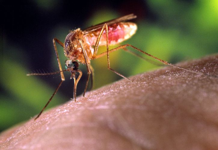 details, high, definition, photo, mosquito, human